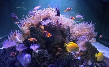 SEA LIFE Melbourne Aquarium