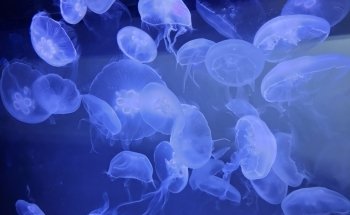 SEA LIFE Melbourne Aquarium