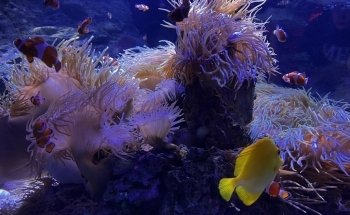 SEA LIFE Melbourne Aquarium