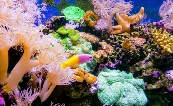 SEA LIFE Melbourne Aquarium