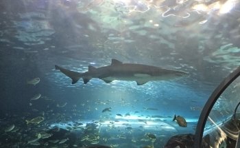 Ripley's Aquarium of Canada