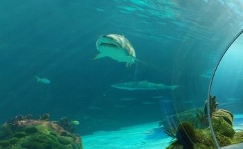 Ripley's Aquarium of Canada