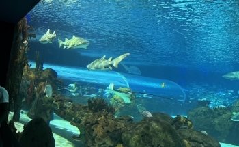 Ripley's Aquarium of Canada
