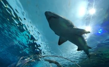 Ripley's Aquarium of Canada