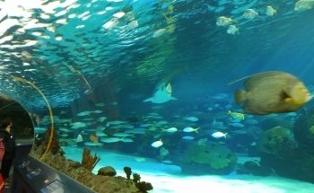 Ripley's Aquarium of Canada