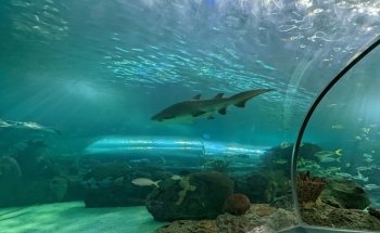 Ripley's Aquarium of Canada