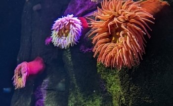 Ripley's Aquarium of Canada