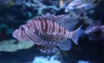 Ripley's Aquarium of Canada