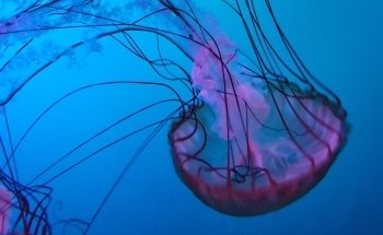 Aquarium of Quebec