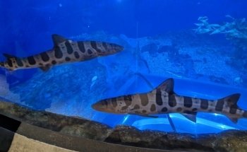Aquarium of Quebec