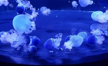 Aquarium of Quebec