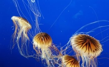 Vancouver Aquarium