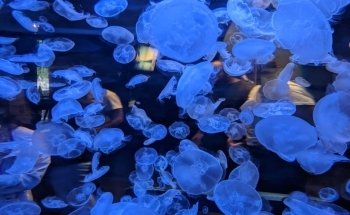 Vancouver Aquarium