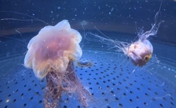 Vancouver Aquarium