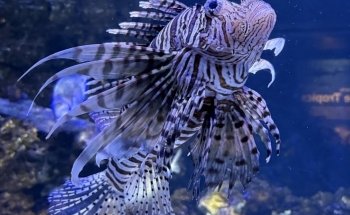 Vancouver Aquarium
