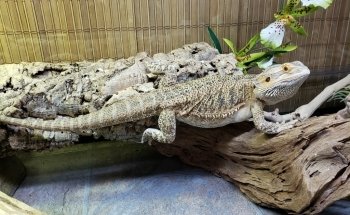 Big Al's Aquarium Supercentres - Whitby