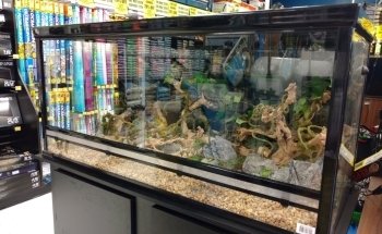 Big Al's Aquarium Supercentres - Whitby