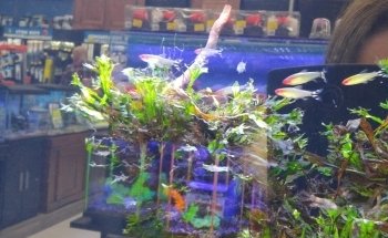 Big Al's Aquarium Supercentres - Whitby