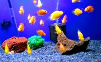 Big Al's Aquarium Supercentres - Whitby