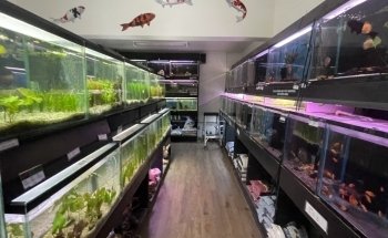 Aquarius Tropical Fish