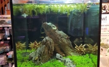 Aquarius Tropical Fish