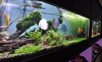 Aquarius Tropical Fish