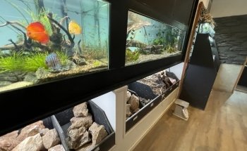 Aquarius Tropical Fish