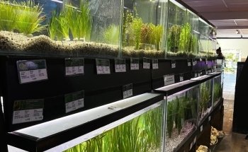 Aquarius Tropical Fish