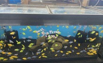 Finatics Aquarium
