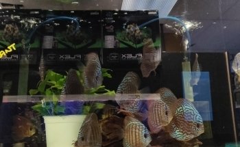 Finatics Aquarium