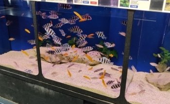 Finatics Aquarium