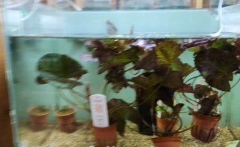April's Aquarium