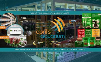 April's Aquarium