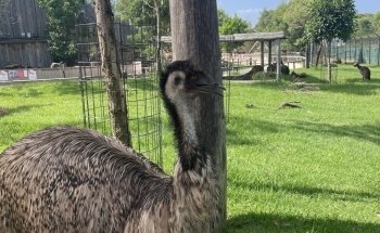 Sydney Zoo