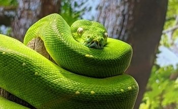 Sydney Zoo