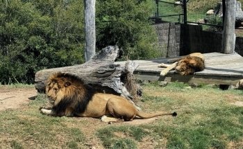 Sydney Zoo