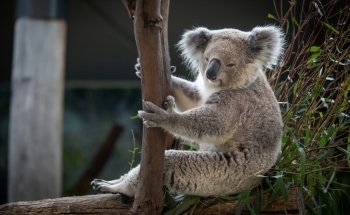 Sydney Zoo