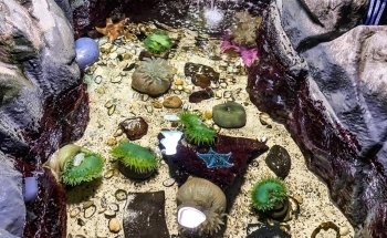 Marine Life