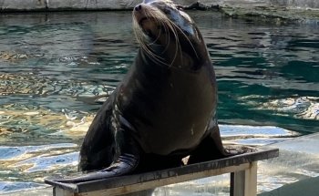 Marine Life