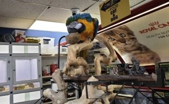 Pet O Pets - Mississauga