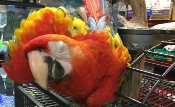 Pet O Pets - Mississauga