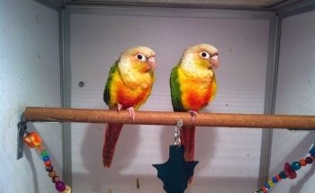 Pet O Pets - Mississauga