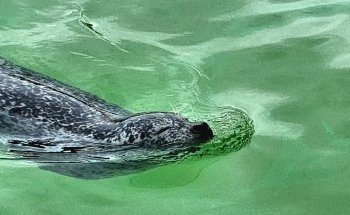 Shippagan Aquarium