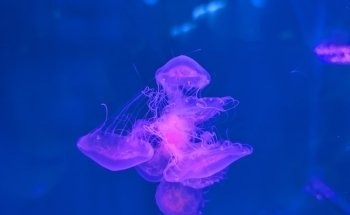 Shippagan Aquarium