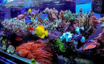 Aquarium Depot