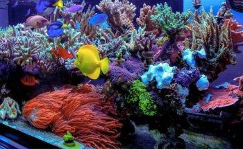 Aquarium Depot
