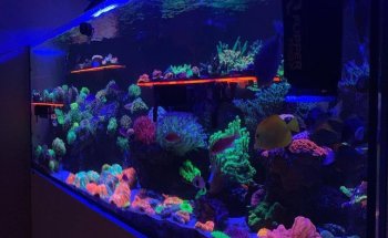 Aquarium Depot