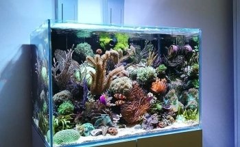 Aquarium Depot