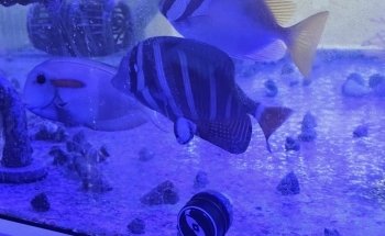 Aquarium Depot