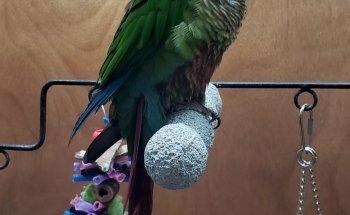 AJ's Pets & Things